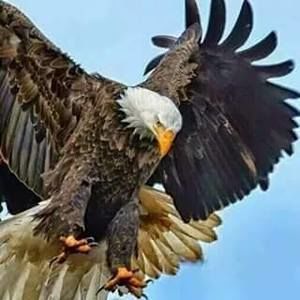 Meet your Posher, Gavilan